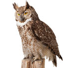 幸福を運ぶ神アメリカワシミミズクの剥製
